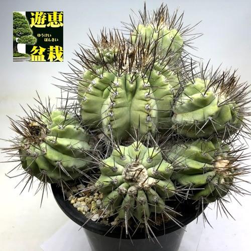 サボテン：コピアポア 白刺黒王丸*幅24cm 現品 一品限り : 遊恵盆栽