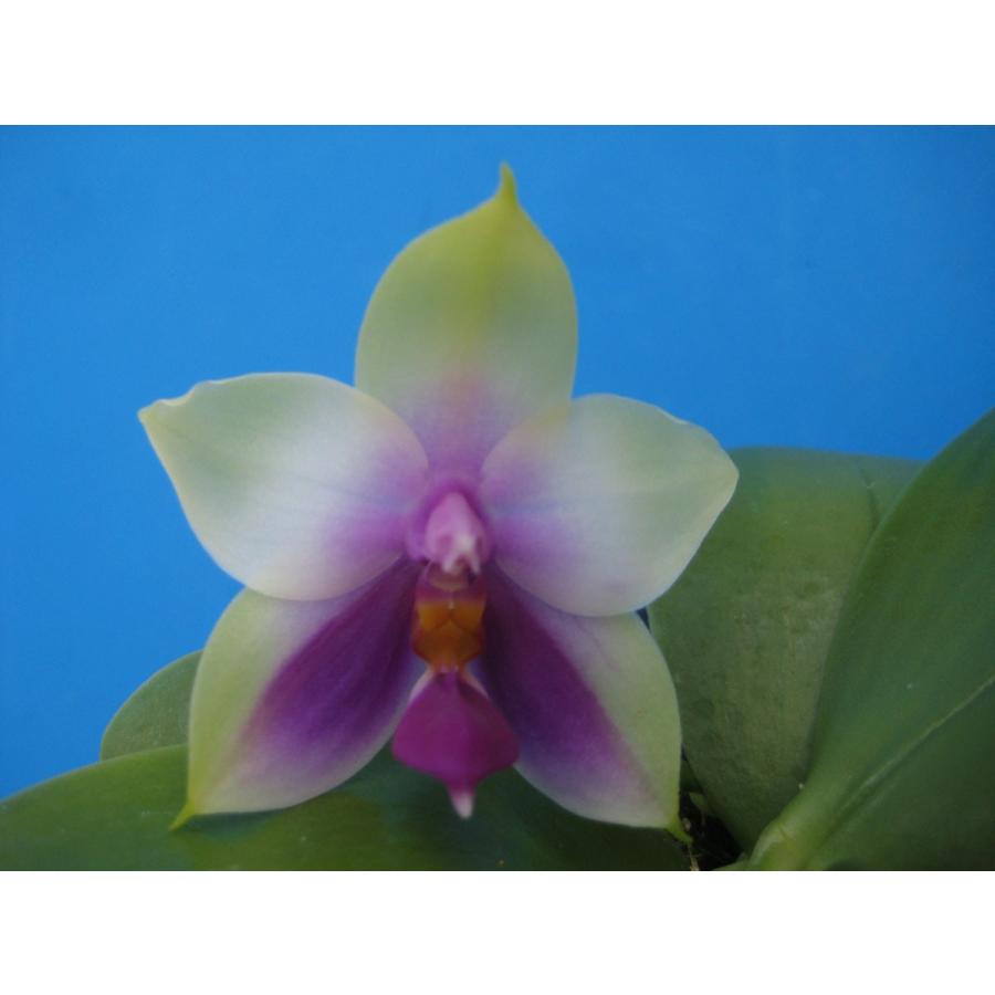 Phal.violacea,Borneo Type,Blue (ビオラセア ボルネオタイプ ブルー