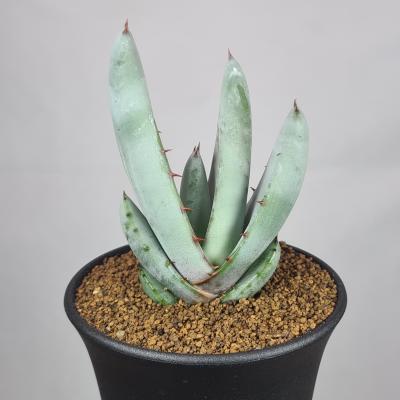 サボテン、多肉植物（サボテン、多肉植物種類：アロエ）｜花