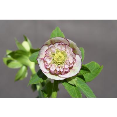 クリスマスローズ 開花株のおすすめ人気商品一覧 通販 - Yahoo