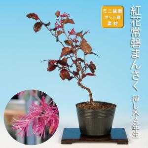 中品盆栽：椿(出雲大社) 現品 *つばき ツバキ Tsubaki : 遊恵盆栽