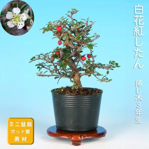 盆栽 ミニ盆栽 「楓 挿し木3年生」 カエデ かえで 小品 葉物 苗木