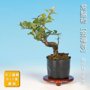 大品盆栽：糸魚川真柏【現品】*【当店へご来店引き取りの方限定