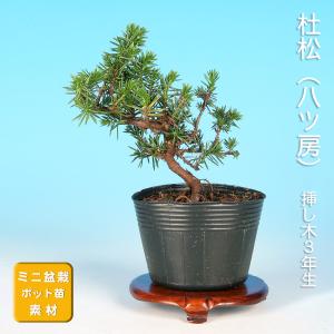 苗：高嶺杜松 * タカネトショウ/たかねとしょう : 遊恵盆栽 Yahoo!店