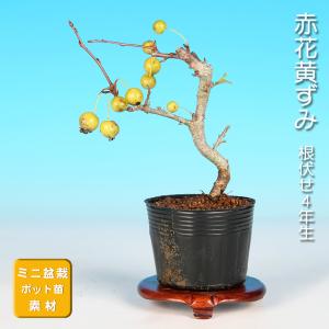 盆栽 緋玉まゆみ マユミ 真弓 小品盆栽 ミニ盆栽 雑木 実物 盆栽素材