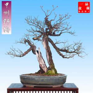 盆栽鉢 裕士外縁下紐長方鉢 植木鉢 常滑 中野裕士 泥鉢 焼締 紫泥 12号