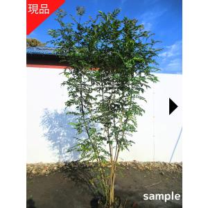 現品発送 雲竜梅 ウンリュウバイ8号 樹高1.3m-1.5m(鉢底から) シンボル