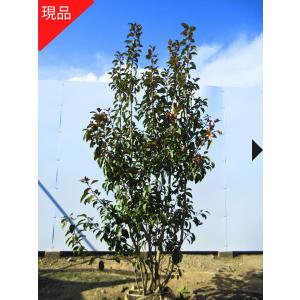 現品発送 オウゴンモチノキ(黄金モチノキ) 樹高2.0m(根鉢含まず