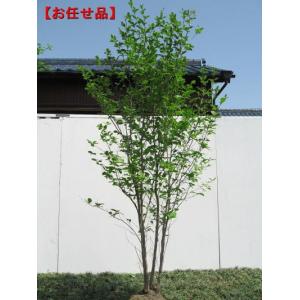 ヒメシャラ（株立ち）大株 : 打出農園 - 通販 - Yahoo!ショッピング
