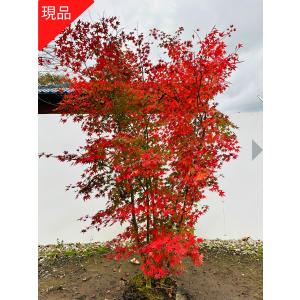 現品発送 アカシデ(アカメソロ)株立 樹高2.2-2.3m(根鉢含まず