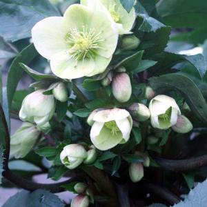 鉢花 開花株 クリスマスローズ 雪の妖精 5号 多年草 メリクロン 一重