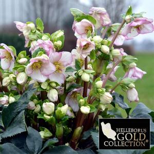 クリスマスローズ ピンクニゲル 広瀬園芸さん 4.5号鉢 送料無料 鉢花