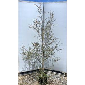 グレビレア バークレア バークリアナ オージープランツ おしゃれ 植木