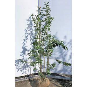 常緑ヤマボウシ 月光 約2m 1本株 大株苗木 お買得なおまかせ株