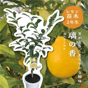 小倉園 オリーブ・バロウニ 8号鉢 オリーブの木 鉢植え 庭木 希少 現品