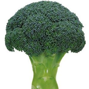 SK9-099 ブロッコリー種子 ペレット5000粒 【野菜種子】【サカタのタネ