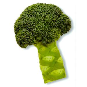 SK9-099 ブロッコリー種子 2000粒 【野菜種子】【サカタのタネ