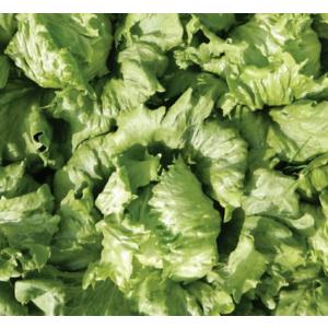 たね 武蔵野種苗園 レタス 春P PVP コート5000粒 : 種苗・園芸ショップ