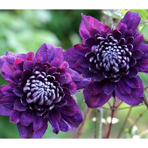 クリスマスローズ開花株 DDホワイトフラッシュ 079 現品限り : 金井