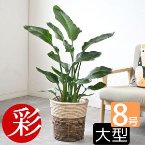 イケア（IKEA） プラントスタンド 竹 ホワイト 白 78cm d60294962