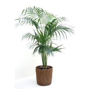 観葉植物 本物 シュロチク 8号鉢 大型 棕櫚竹 通販 人気 日陰に強い