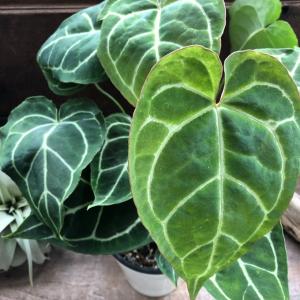 観葉植物：アンスリウム ドラヤキ*5号 プラポット Anthurium Dorayaki