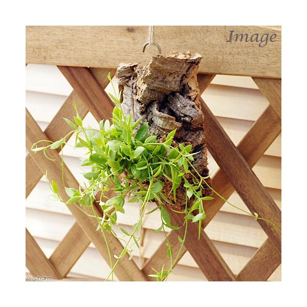 バージンコルク」の人気商品一覧 | 安い商品を通販サイトから探す