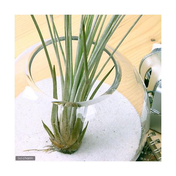 チャーム（charm） （観葉植物）エアープランツ チランジア ジュンセア