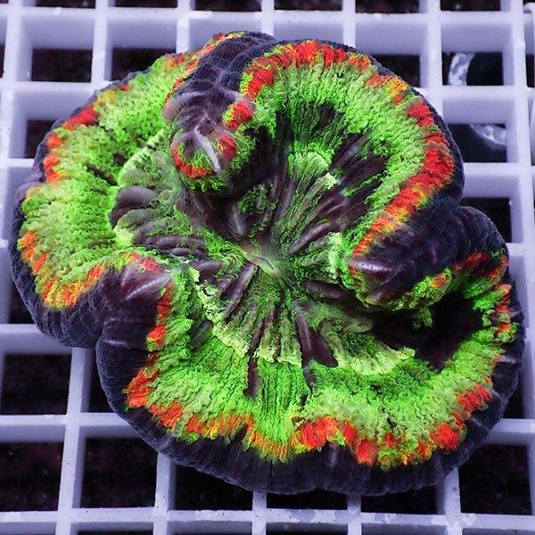 サンゴ現物18】ブレインコーラル(B-3043) 海水魚 サンゴ 生体 : アクア