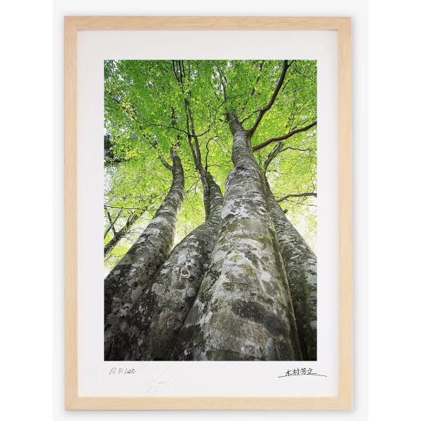 アートフォト 絵画 壁掛け ブナ 白山 壁飾り インテリア 油絵 花