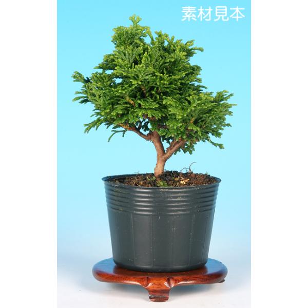 ミニ盆栽 「津山八ッ房桧」 : 盆栽彩都ヤフー店 - 通販 - Yahoo