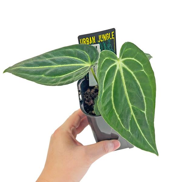 アンスリウム レガレ 3.5号 アーバンジャングル Anthurium Rmdgale