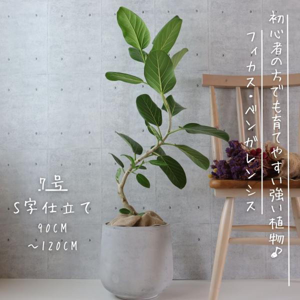 フィカス ベンガレンシス 曲がり S字 仕立て ゴムの木 お祝い ギフト