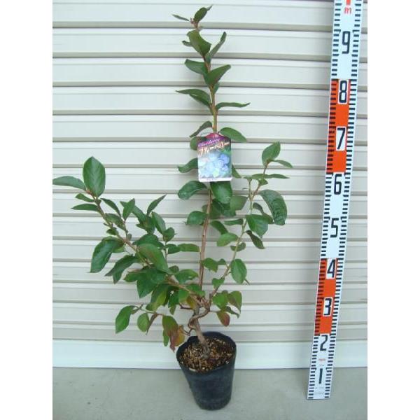 チャンドラー ブルーベリー 盆栽 植木」の人気商品一覧 | 安い商品を