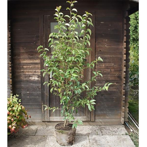 大型商品】トウネズミモチ 樹高2.5m前後 露地苗 シンボルツリー 常緑樹