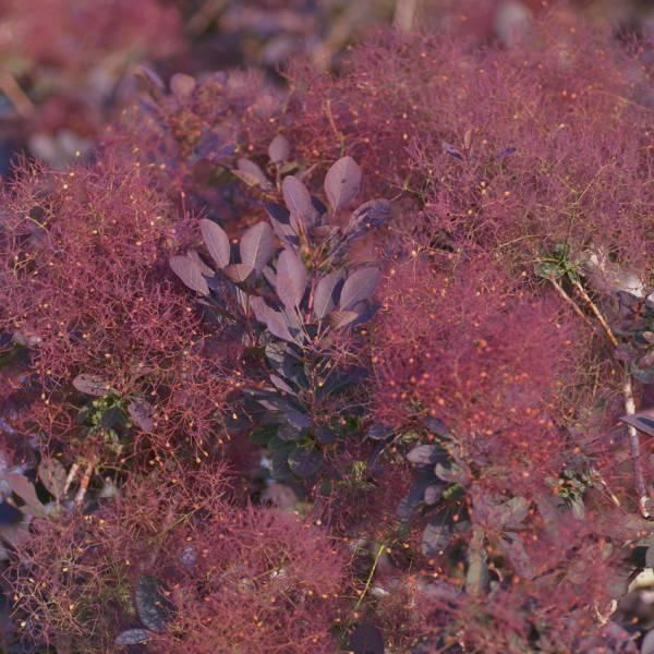 花木 庭木の苗 スモークツリー ルブリフォリウス3号ポット : 園芸