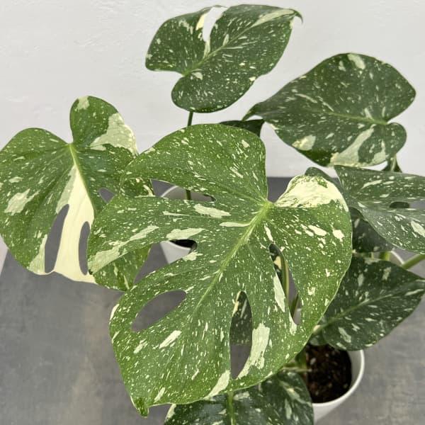 観葉植物 モンステラ タイコンステレーション（散斑）4号鉢入り : 園芸
