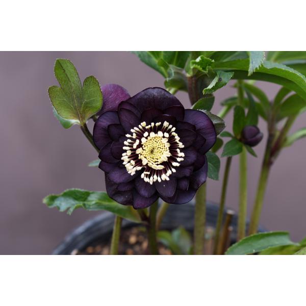 クリスマスローズ開花株 DD赤蕊ダークレッド 126 現品限り : 金井園芸