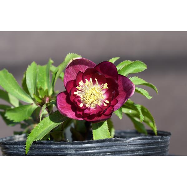 クリスマスローズ開花株 DDグロッシーカラー☆グロスレッド 140 現品