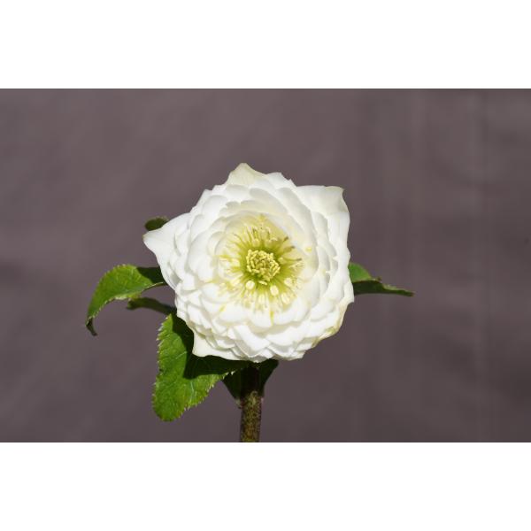 クリスマスローズ開花株 DDホワイトアフロディーテ 149 現品限り