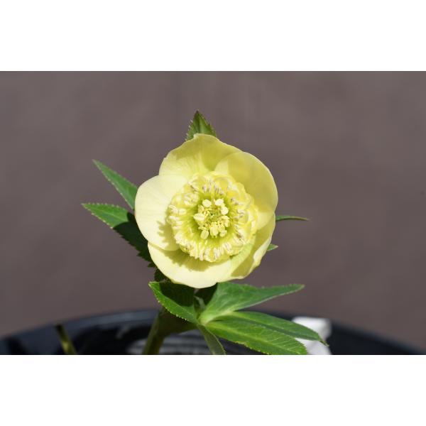 クリスマスローズ開花株 SDカップ咲きモーリー 070 現品限り : 金井