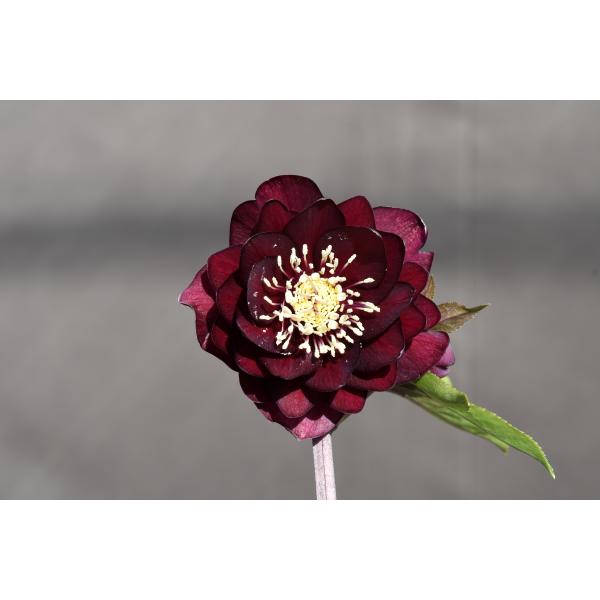 クリスマスローズ開花株 キラメキ寄りのDDグロッシー☆赤蕊ディープ