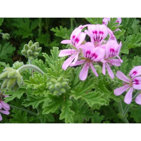 ローズゼラニウム（ハーブ苗） : 大神ファームYahoo!店 - 通販 - Yahoo