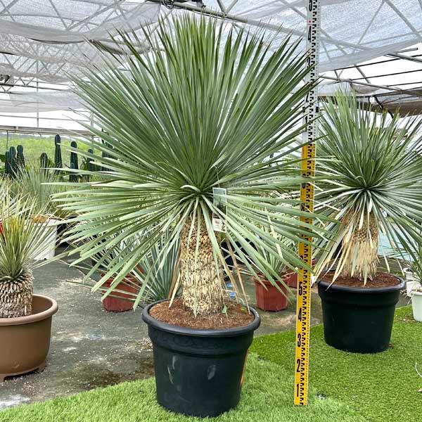 ロストラータ ユッカ・ロストラータ ブルースワン 観葉植物 お祝 新築