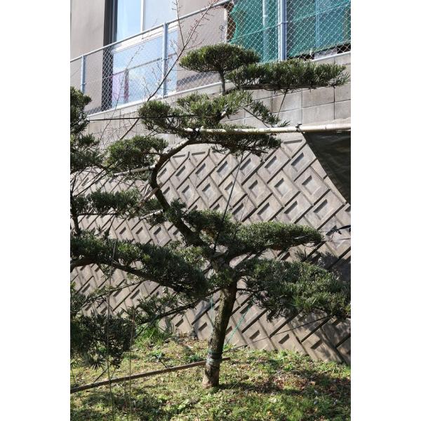 当園引き渡し 槇の木 マキの木 らかんまき : 外海商店 - 通販 - Yahoo