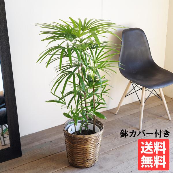 棕櫚竹 シュロチク 鉢カバー付 寒さに強い 観葉植物 送料無料 中型
