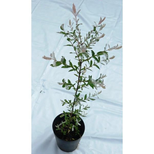 takidani_hakuronishiki