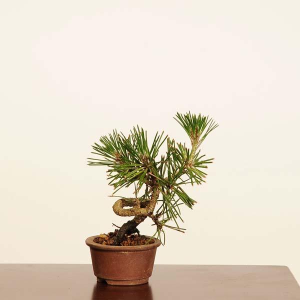 盆栽：三河黒松*現品 一点物 くろまつ クロマツ Kuromatsu bonsai ミニ