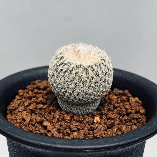 サボテン：エピテランサ かぐや姫*幅2.5cm : 遊恵盆栽 Yahoo!店