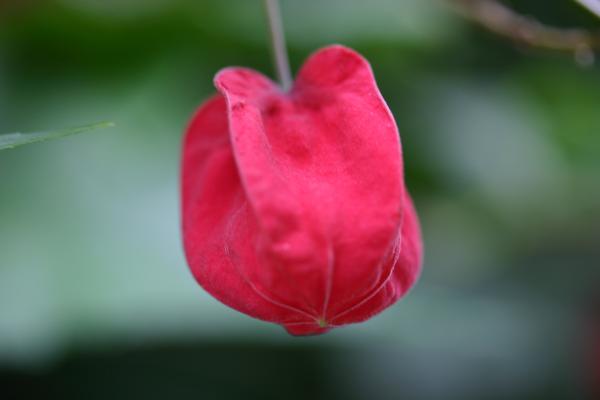 ウキツリボクの蕾から花へ/癒し憩い画像データベース/テーマ別おすすめ画像